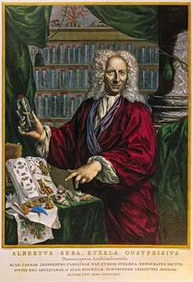 SEBA, Albertus (1665 – 1736)