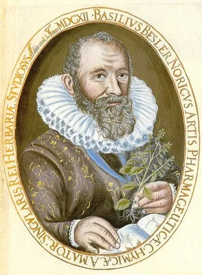 BESLER, Basilius (1561 – 1629)