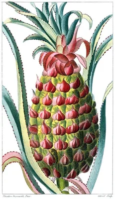 DESCOURTILZ, Michel Étienne (1777 – 1835)