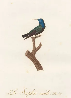 AUDEBERT, Jean Baptiste (1759 – 1800)