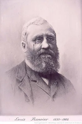 RANVIER, Louis-Antoine (1835 – 1922)