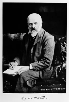 WALLER, Augustus Désiré (1856 – 1922)