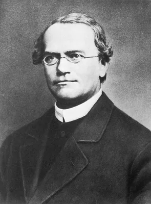 MENDEL, Gregor Johann (1822 – 1884)