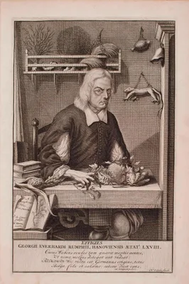 RUMPHIUS, Georg Eberhard (1627 – 1702)